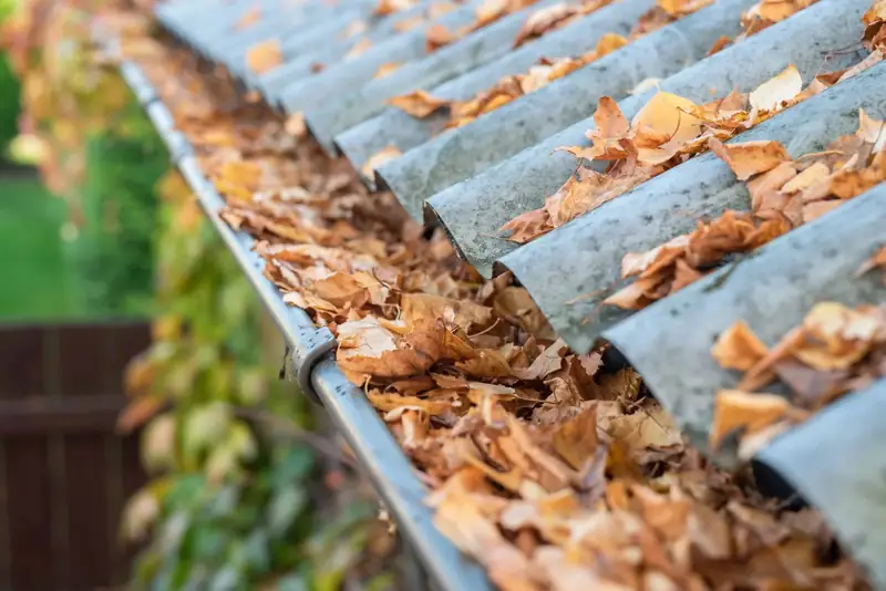 Roof gutter blocked with fallen autumn leaves
